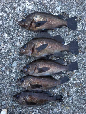 やっと釣れたぜメバル
