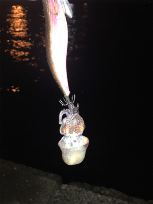 エギングで？？？