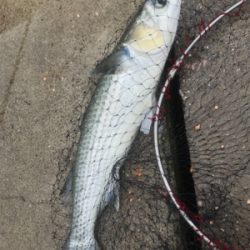 前島 フカセ釣り