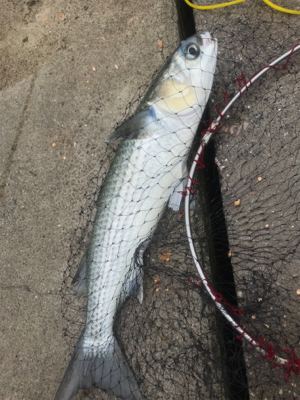 前島 フカセ釣り