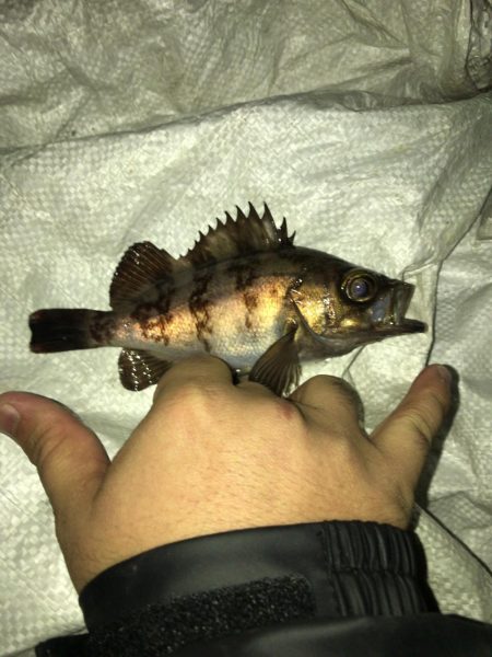 メバリング時々。。。