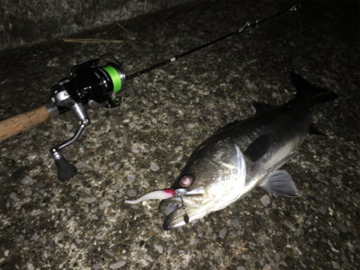 メバル狙いのつもりが…