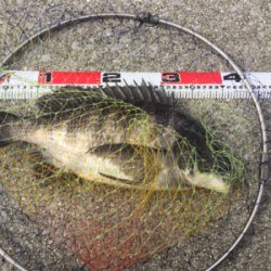 エビ撒き釣り！