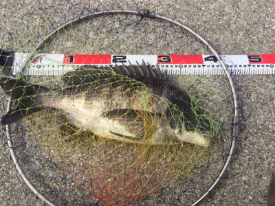 エビ撒き釣り！