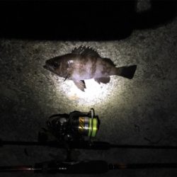 風と雨とメバリング