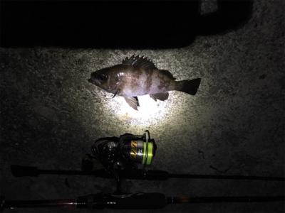 風と雨とメバリング