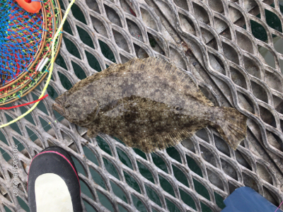ヒラメ釣れました。