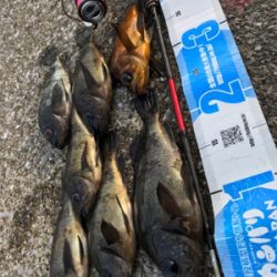 このメバルかっけぇ(`ロ´)(釣行 其の拾四)