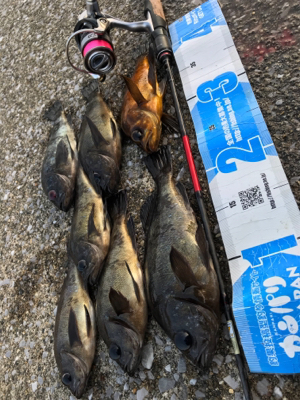 このメバルかっけぇ(`ロ´)(釣行 其の拾四)