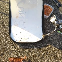 のっこみはまだのようです