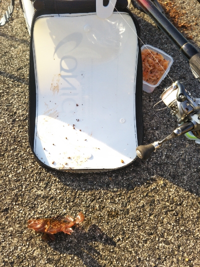 のっこみはまだのようです