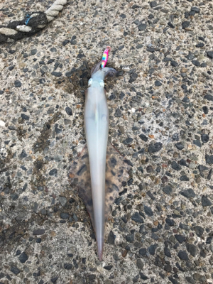 ショアジギングで