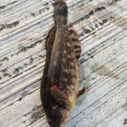 今年初ガシラ、アイナメゲット！