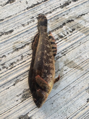 今年初ガシラ、アイナメゲット！