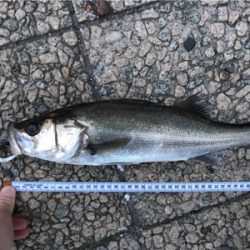 夕マズメ シーバス