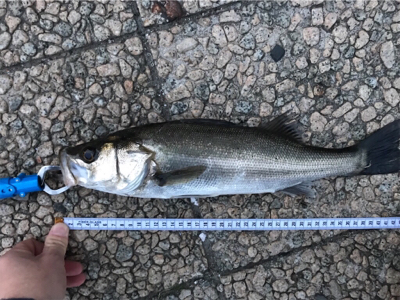 夕マズメ シーバス