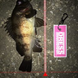 メバルプラッキング