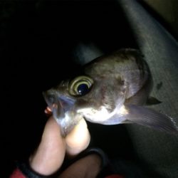 プラッキングも楽しめるシーズン！