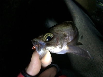 プラッキングも楽しめるシーズン！