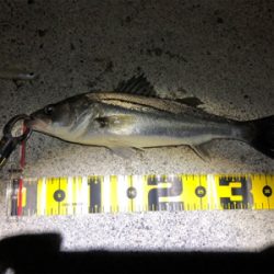 霞埠頭シーバス