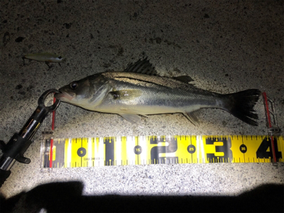 霞埠頭シーバス