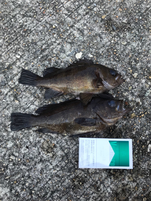 久しぶりのエビ撒き釣り(≧∀≦)