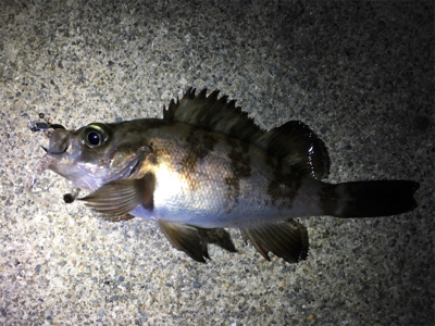 短時間でのメバリング