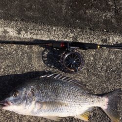 デイチヌやナイトメバリング！