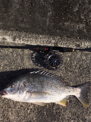 デイチヌやナイトメバリング！