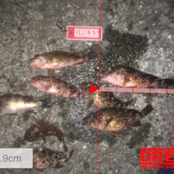 ロックフィッシュ便