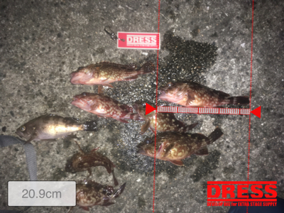 ロックフィッシュ便