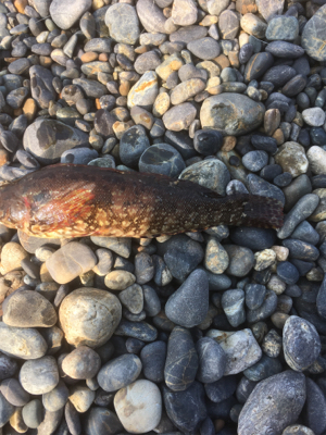 ぼうずはまのがれた