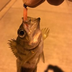 まだ春が来ない？