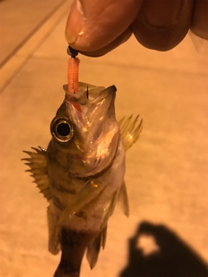 まだ春が来ない？