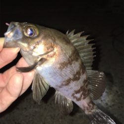 リリースサイズ数つり