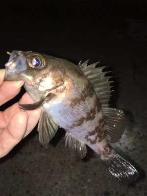 リリースサイズ数つり