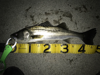 霞ヶ浦ナイトゲーム