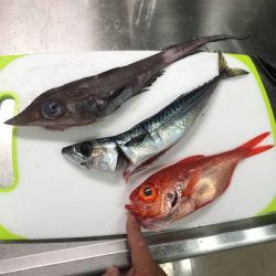 金沢八景の一之瀬丸さんからライト深場。