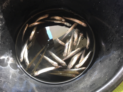 相模湖ワカサギ