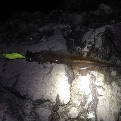 ヤリイカエギング