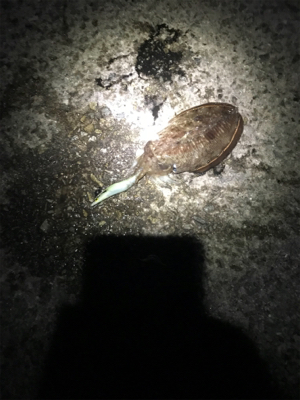 今年は少ない気が