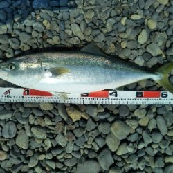 海陽町でメジロ