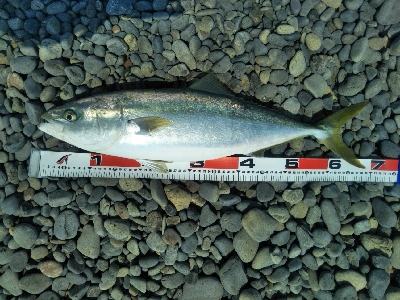 海陽町でメジロ