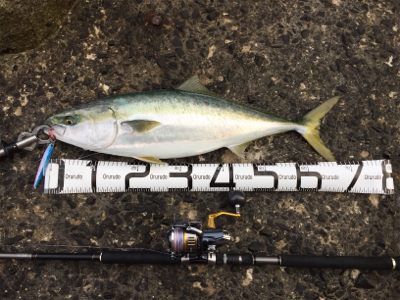 ブリブリブリ〜