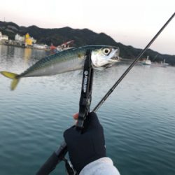 デビュー戦@福良