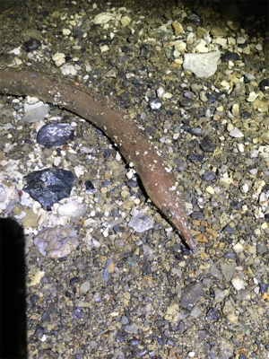 陸っぱりからハモ？