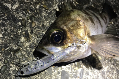 生命感を感じない…