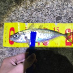 やっぱり尺はいた！！