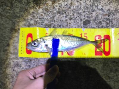 やっぱり尺はいた！！