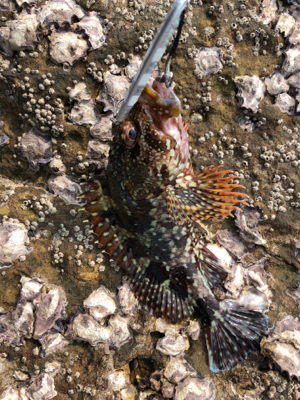 青物狙いのはずが